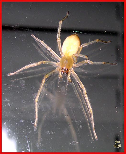 Yellow sac spiders - Plant & Pest Diagnostics