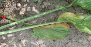 Yellowing of Hosta foliage infected with Southern blight