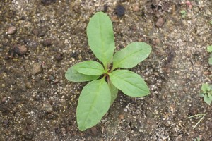 Young pokeweed plant