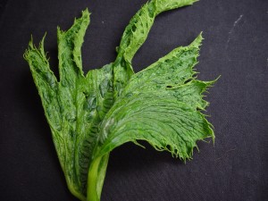 Zucchini leaf infected with Squash Mosaic Virus