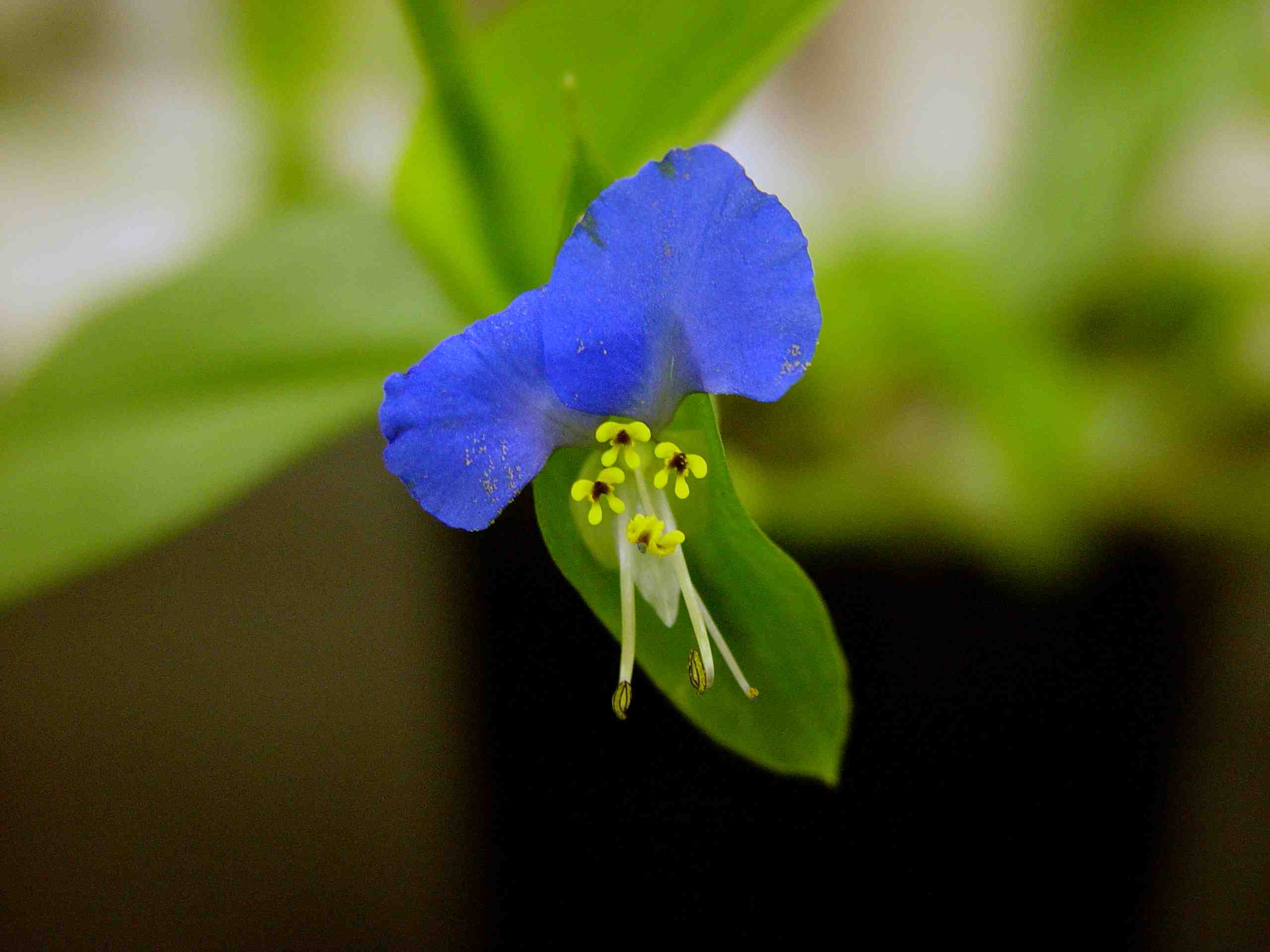 Commelina communis (Asiatic Dayflower) Information and Photos