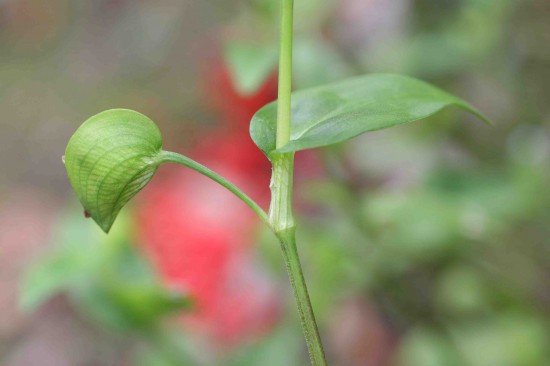 Asiatic (common) dayflower plant basal 1999 년 10 월 15 일~1999 년 10 월 15 일,1999 년 10 월 15 일,1999 년 10 월 15 일,1999 년 10 월 15 일,1999 년 10 월 15 일,1999 년 10 월 15 일,1999 년 10 월 15 일,1999 년 10 월 15 일,1999 년 10 월 15 일,1999 년 10 월 15 일,1999 년 10 월 15 일,1999 년 10 월 15 일,1999 년 10 월 15 일,1999 년 접근성에 대한 질문 및/또는 특정 문서에 대한 추가 편의 시설이 필요한 경우