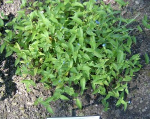 Asiatic (common) dayflower plant
