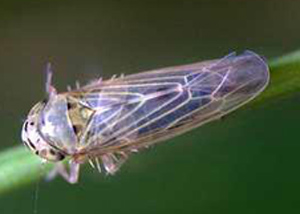 Aster leafhopper