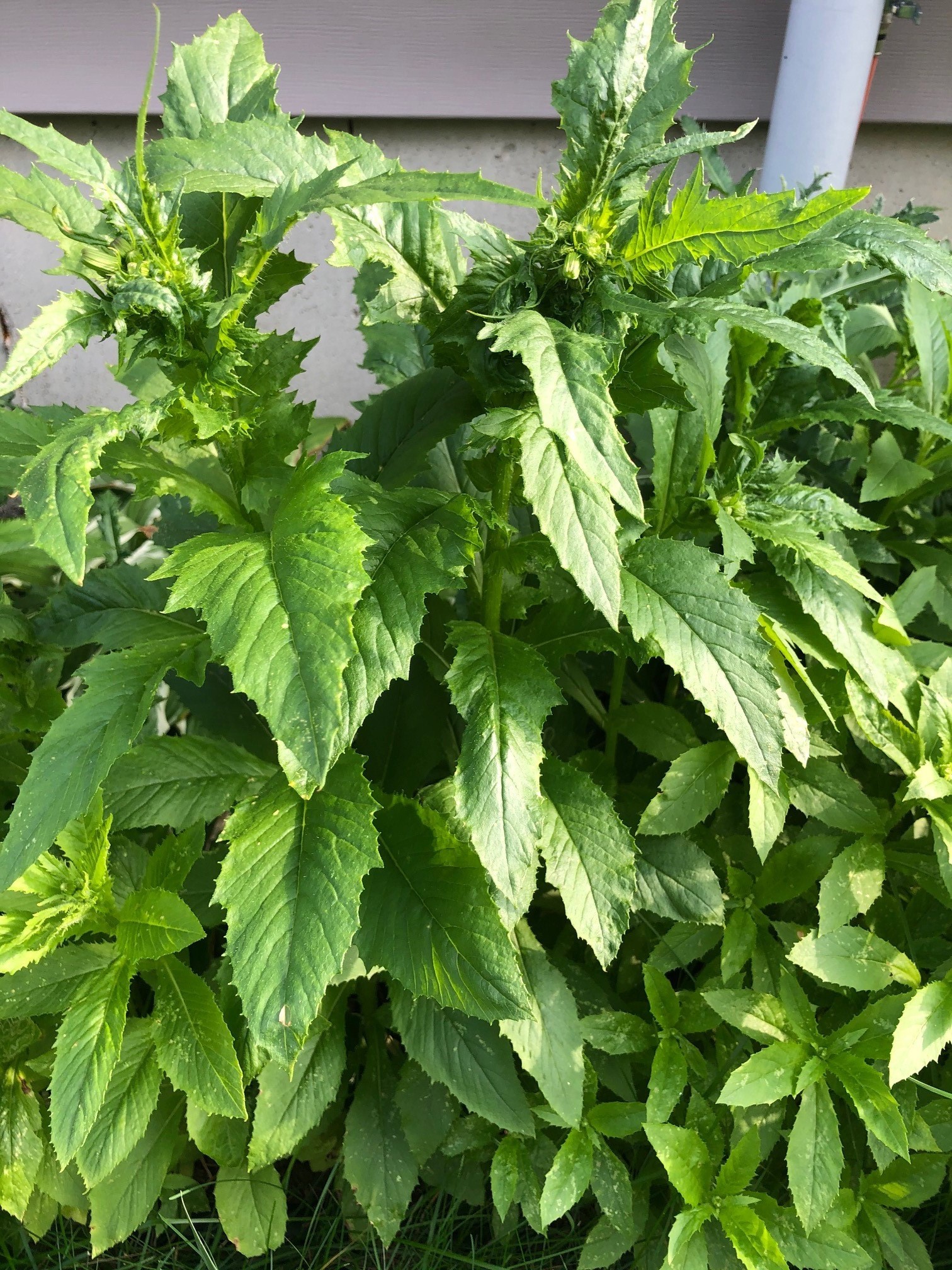 American burnweed - Erechtites hieraciifolius - Plant & Pest Diagnostics