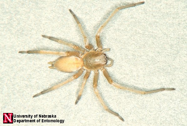 What You Need To Know About Yellow Sac Spiders