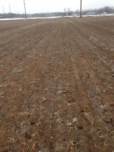 Weed-free field after growth and incorporation of oilseed radish (photo by Eric Sal, Walters Gardens)