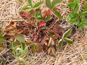 Symptoms of foliar nematode feeding