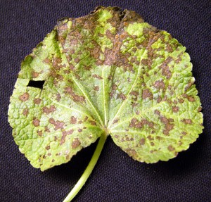 Lower surface of infected hollyhock leaf