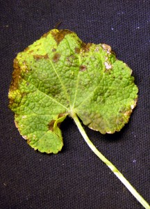 Upper surface of infected hollyhock leaf