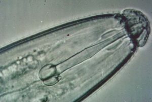 Close-up of a nematode stylet