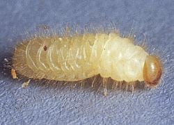Cigarette beetle larva