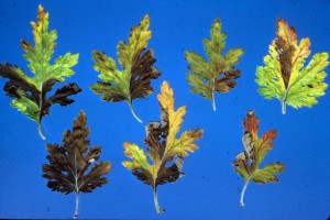 leafdamage1-300x2001