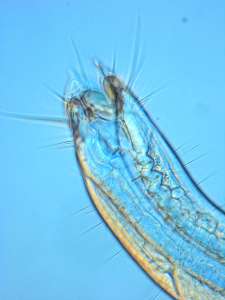 Close-up of a marine nematode head