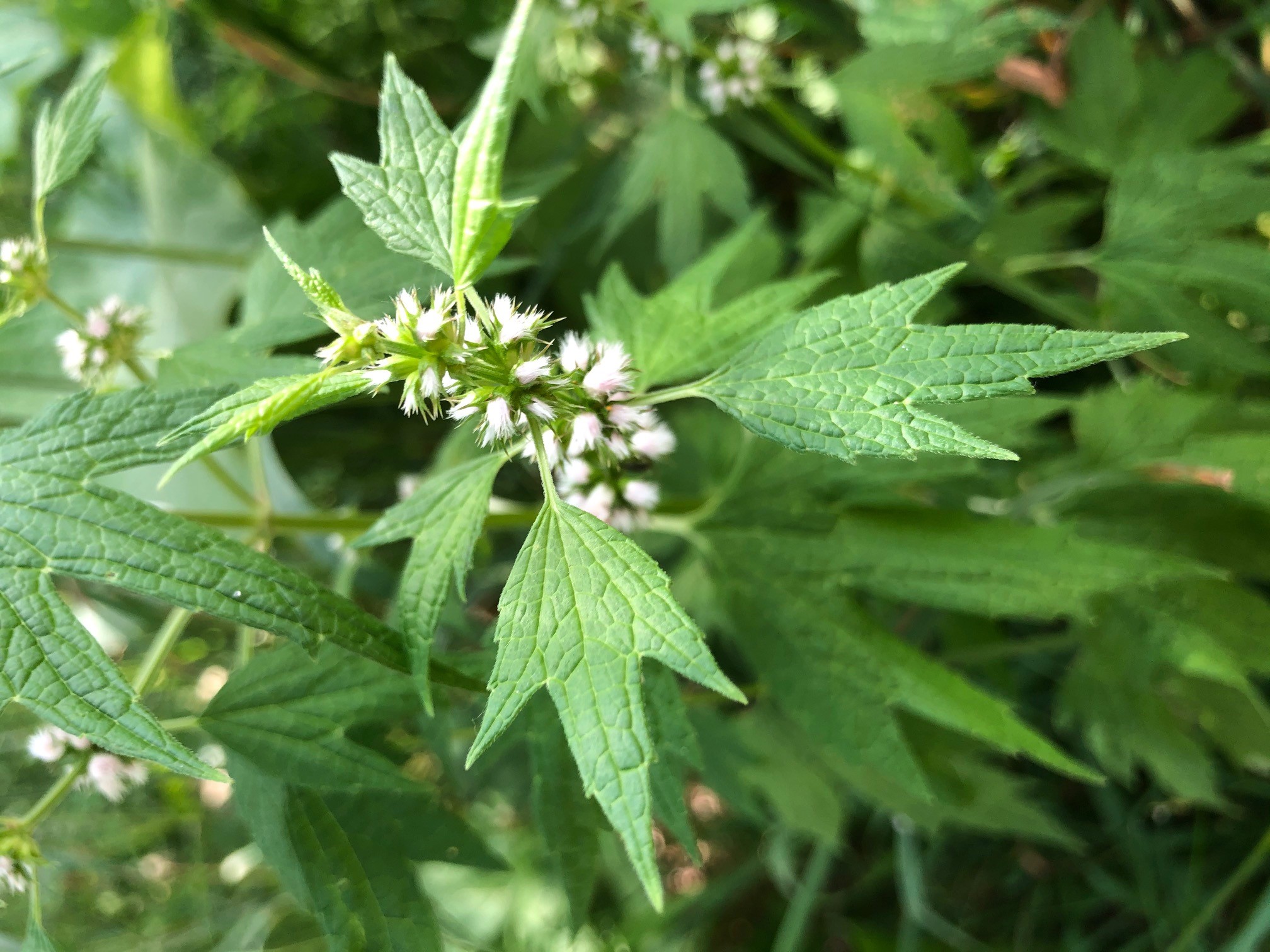 motherwort9