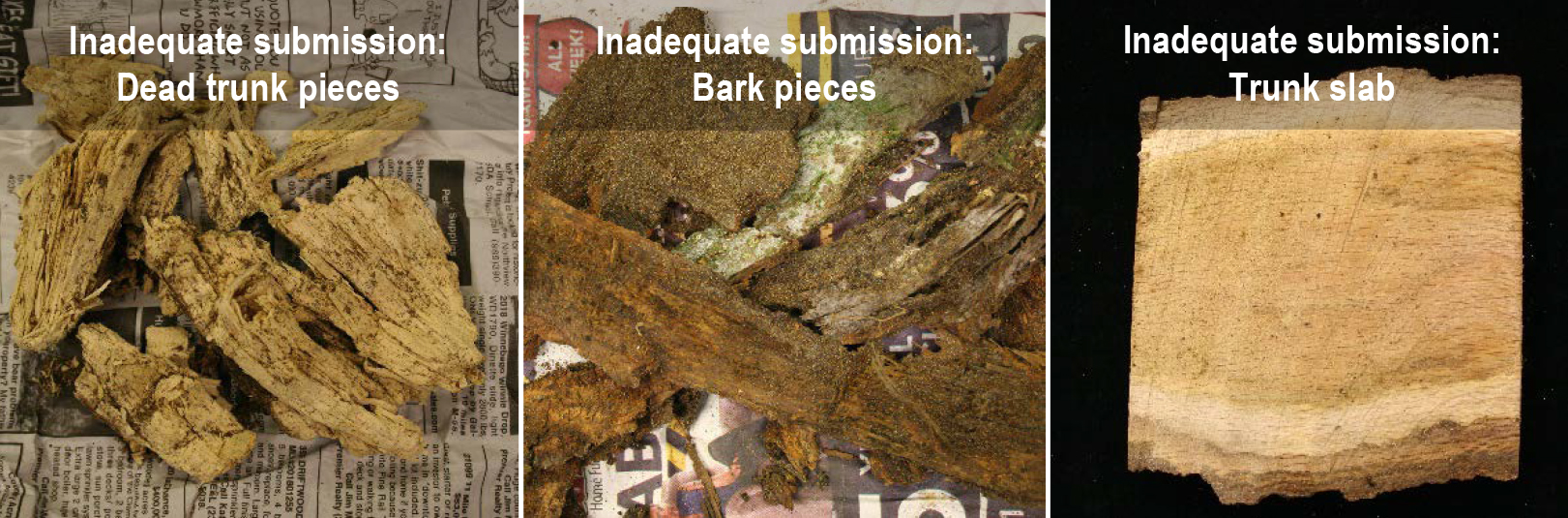 Oak wilt don'ts