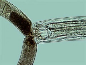 A predaceous nematode feeding on another nematode