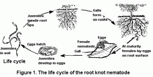 Root-knot nematode life cycle 