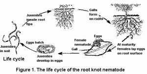 Root-knot nematode life cycle