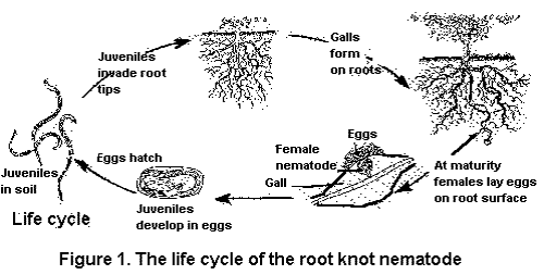 root-knot-nem-lifecycle