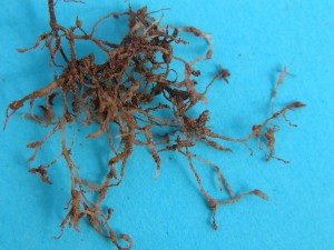 galls on strawberry roots caused by root-knot nematodes