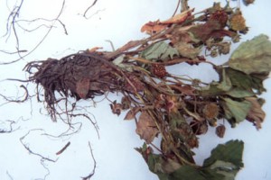 Black root rot symptoms
