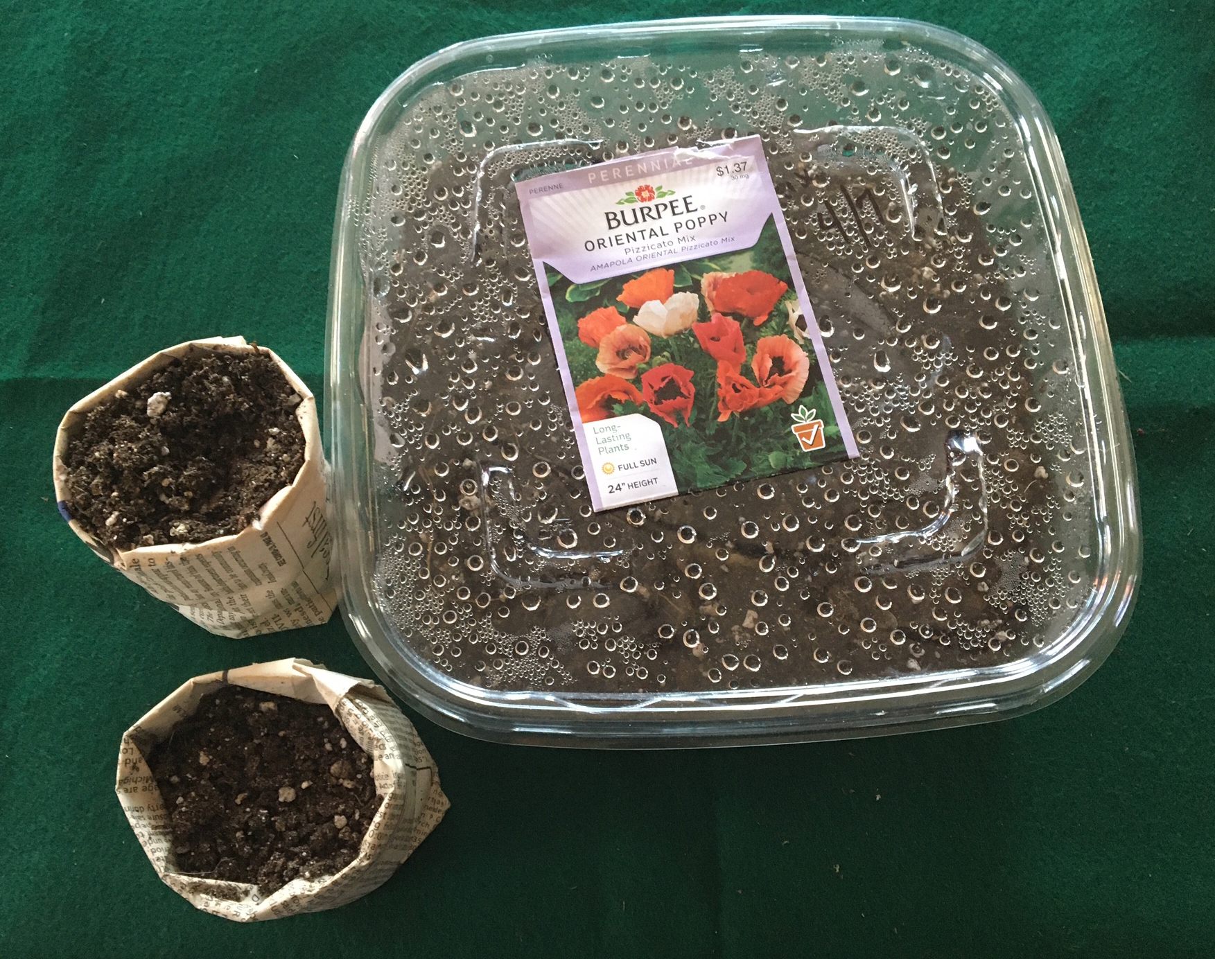 Seed beds in household items