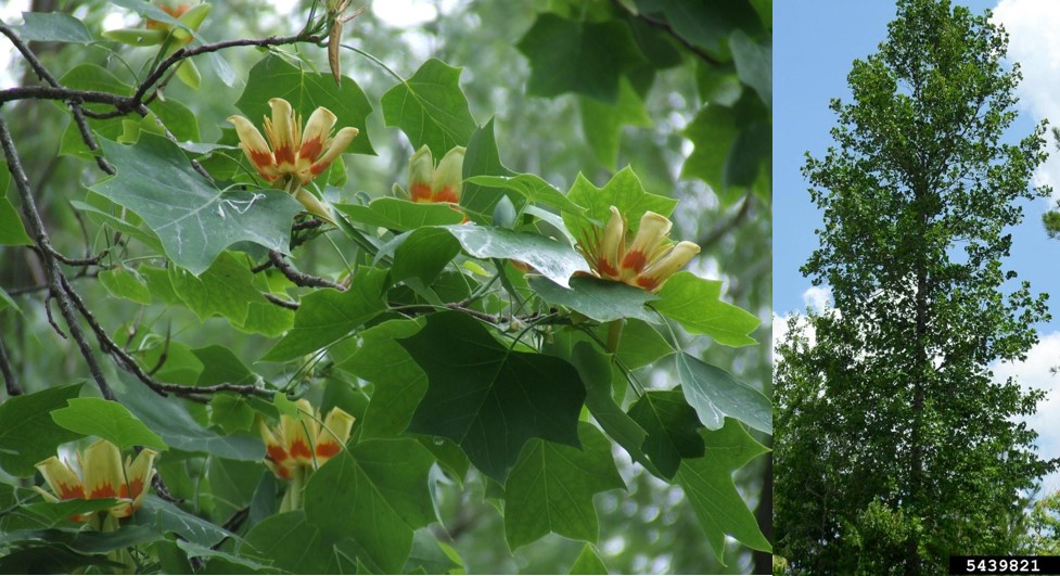 Tuliptrees flowers and tree