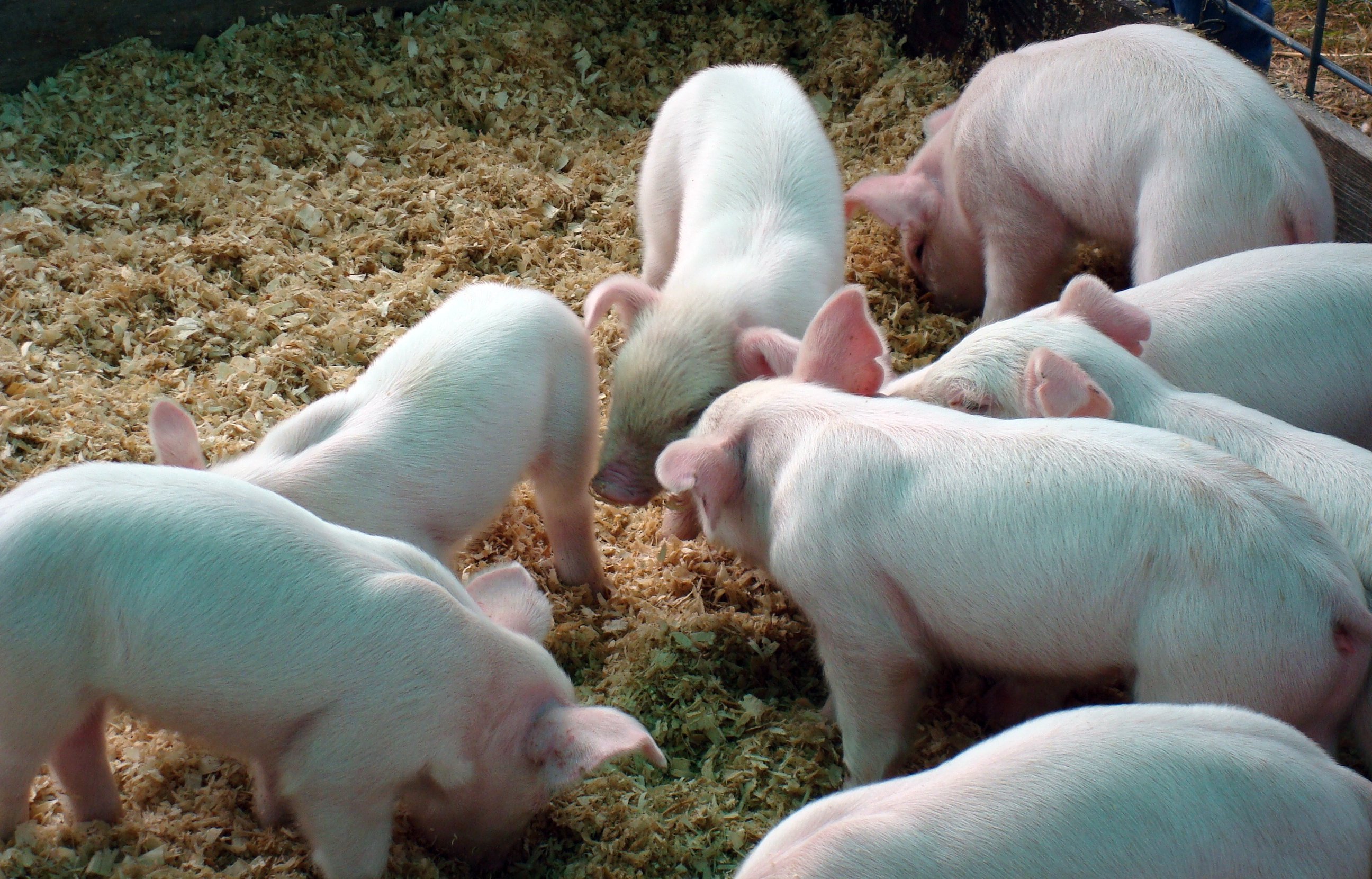 Several pigs in a pen.