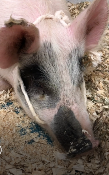 Sampling Oral and Processing Fluids to Identify Disease in Pigs - Pork