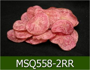 MSQ558-2RR