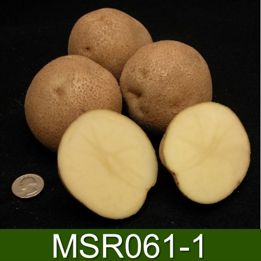 MSR061-1