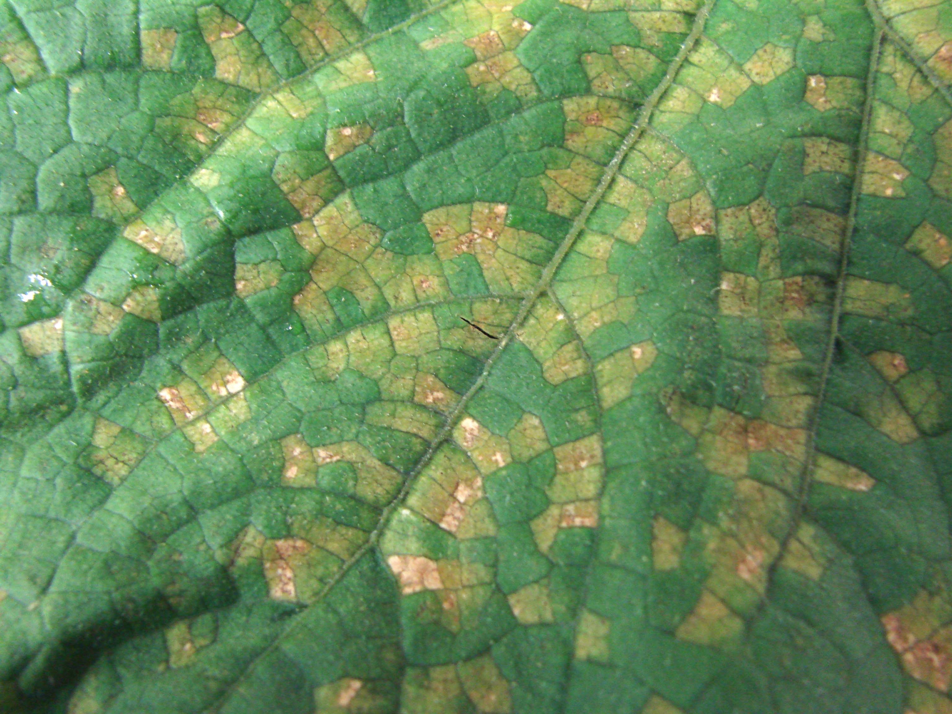 Close-up of cucumber downy mildew on a leaf