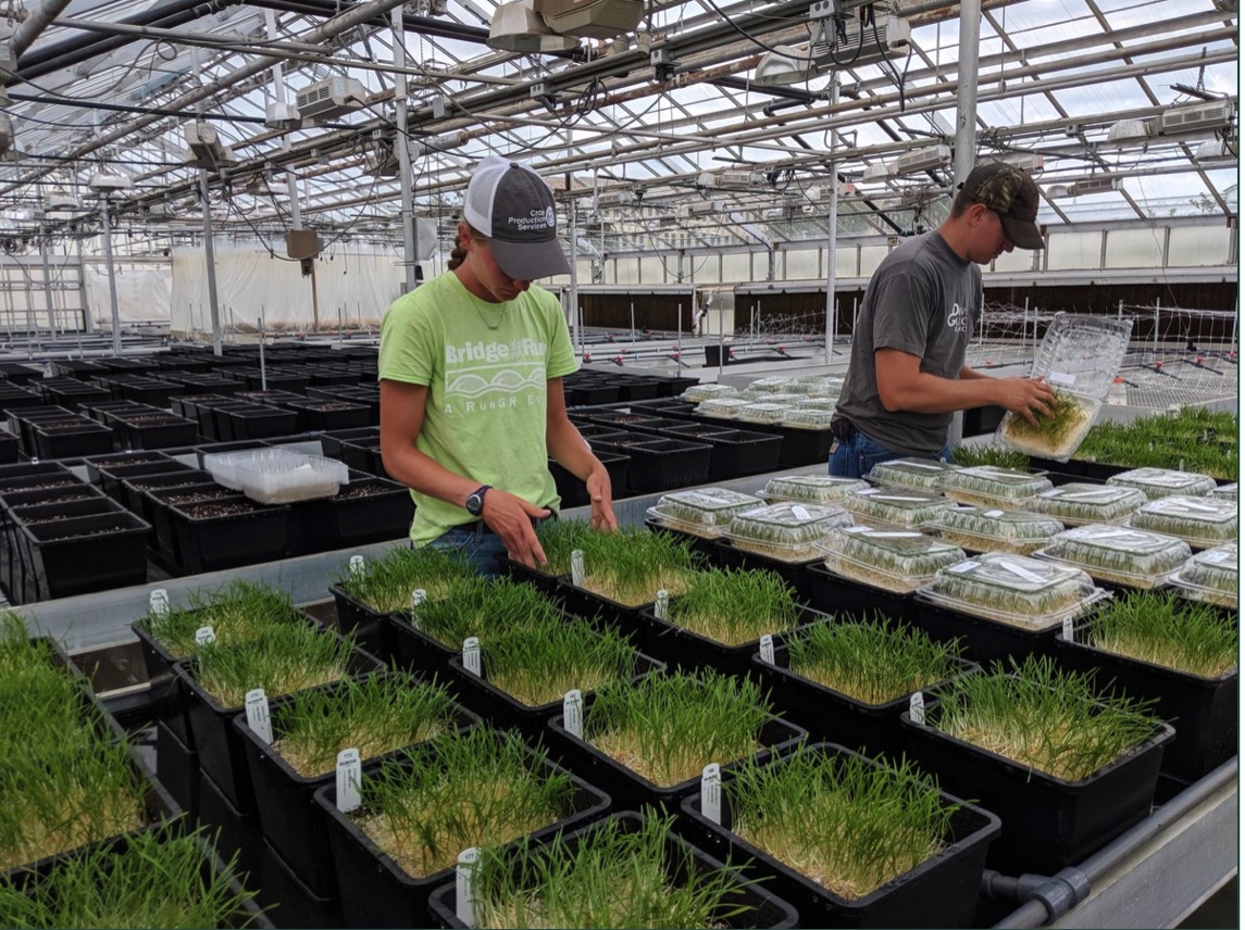 WheatPhotoGreenhouse