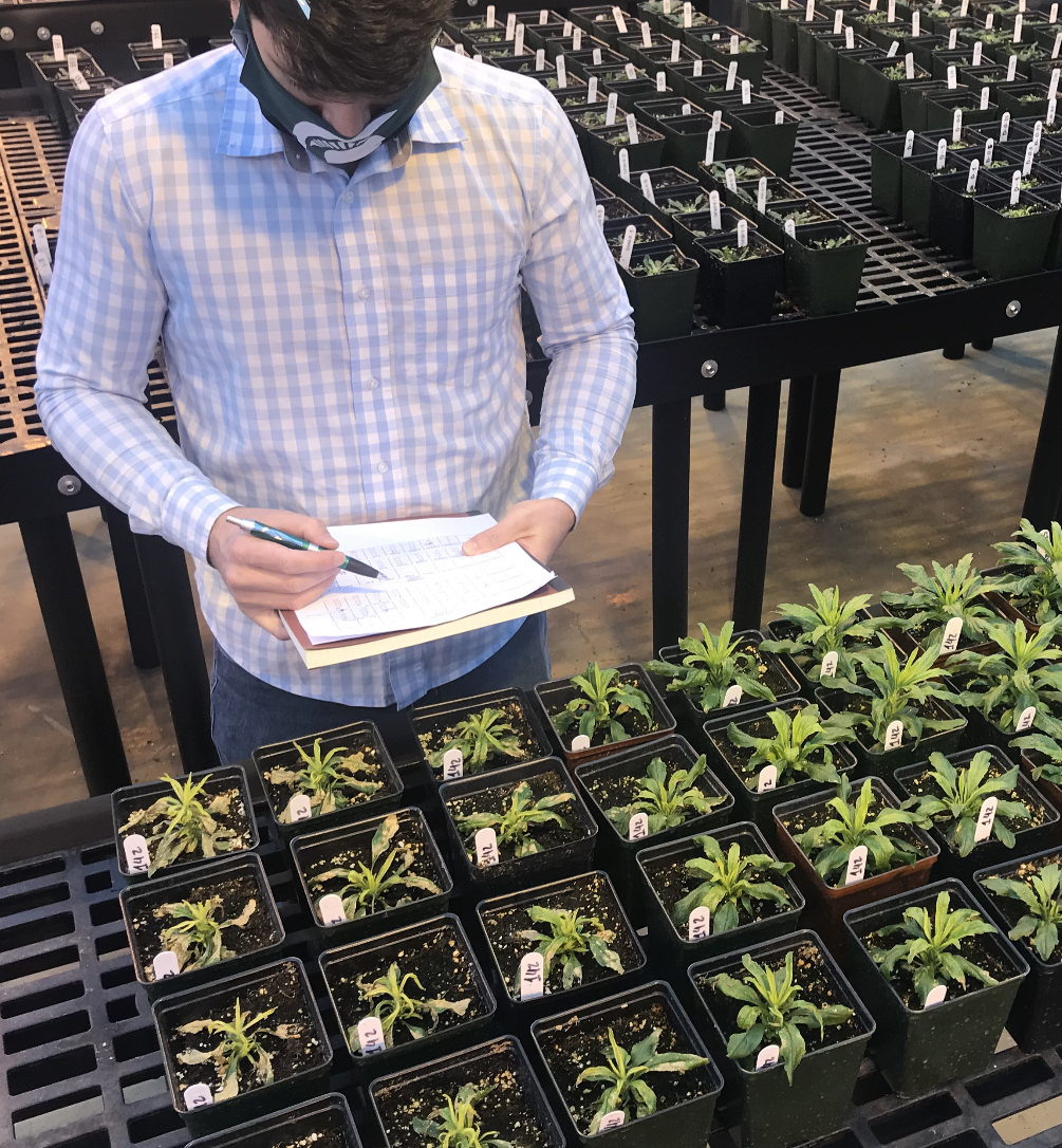 Juliano Sulzback Looks at plants in flats