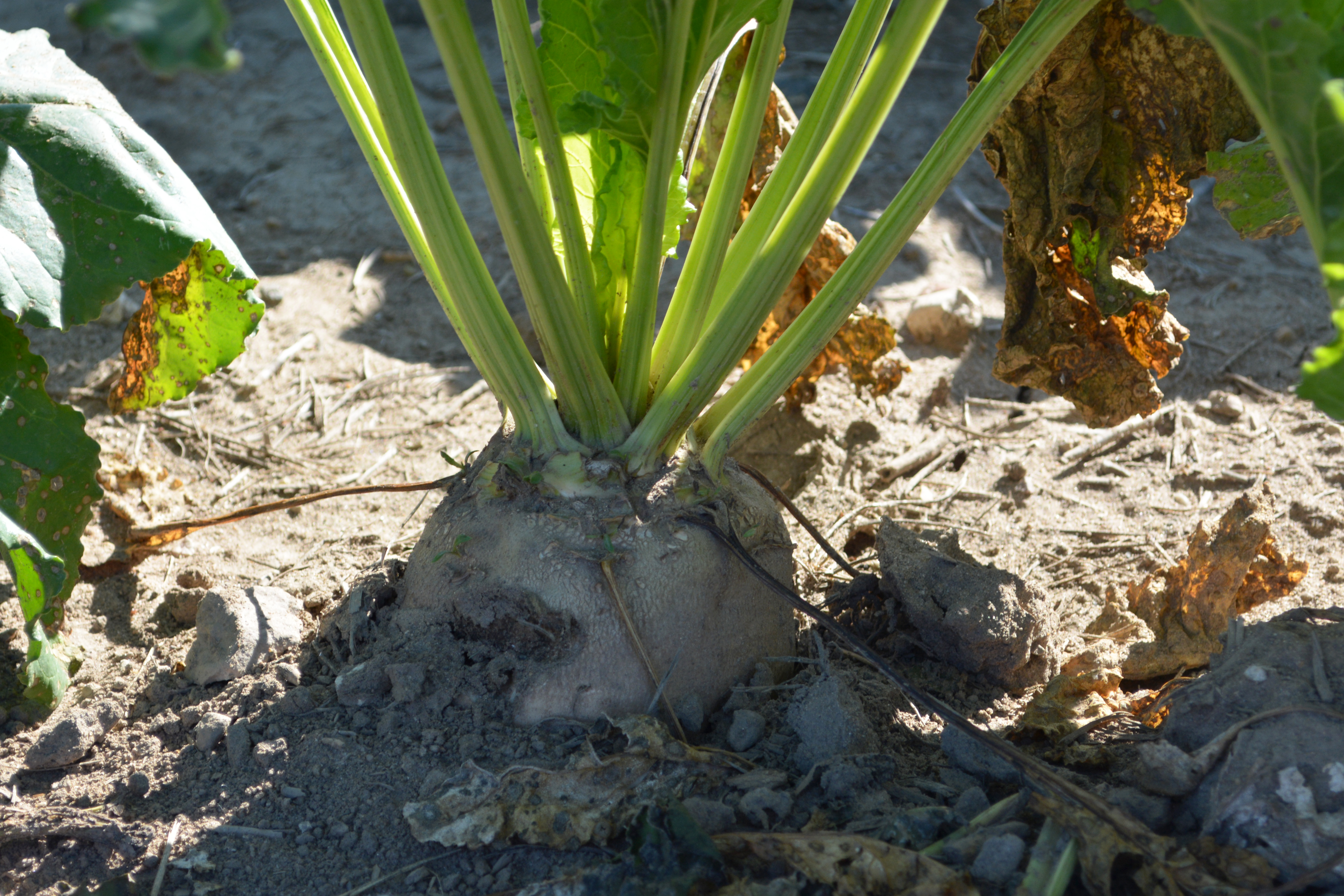 Sugar Beet