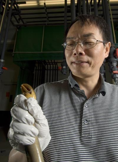 Weiming Li holding a sea lamprey