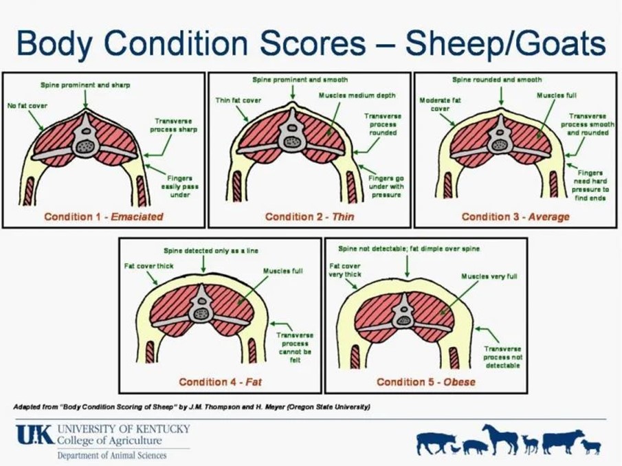 Body Conditioning Scoring