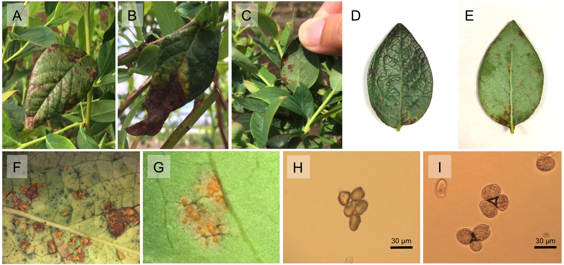 Blueberry rust on leaves