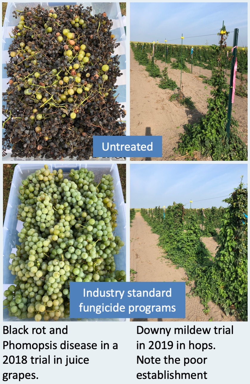 Fungicide efficacy trials_Small Fruit and Hop pathology laboratory_2019