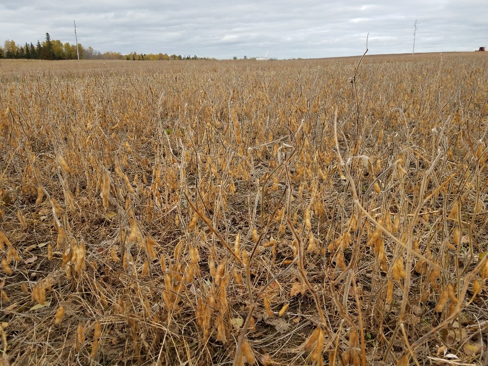 Deer damage to soybeans