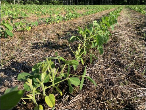 Damaged soybeans