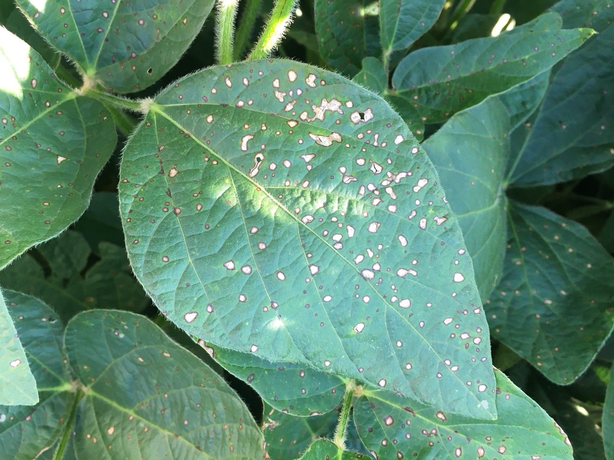 Small, dark lesions on soybean leaf.