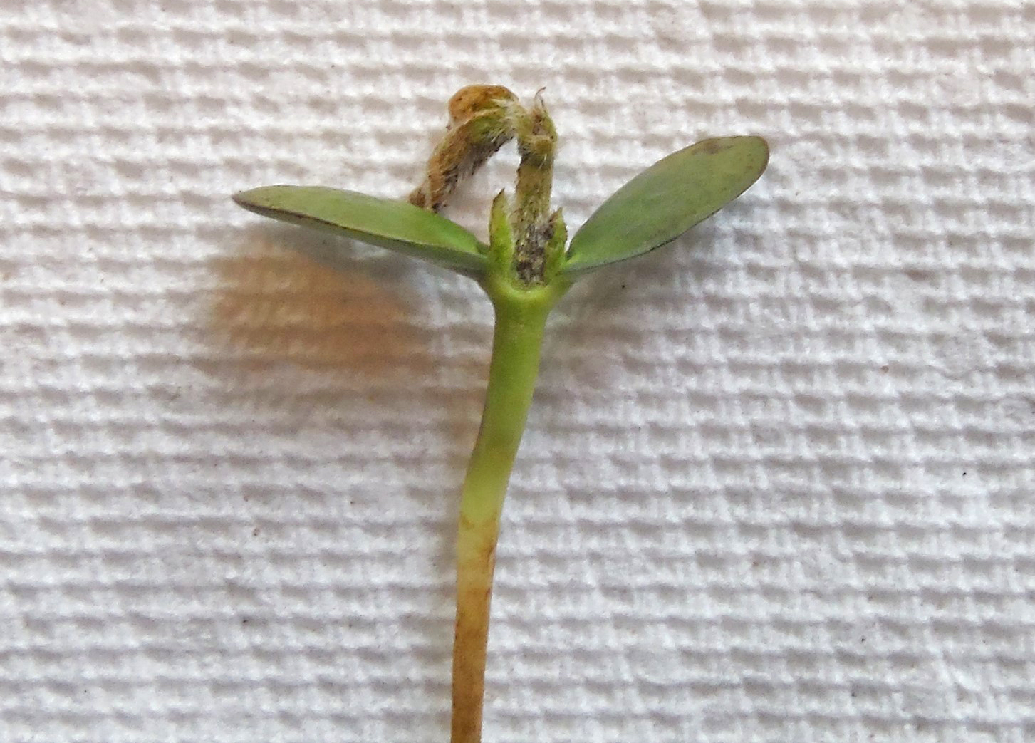 Soybean seedlings showing no new growth 