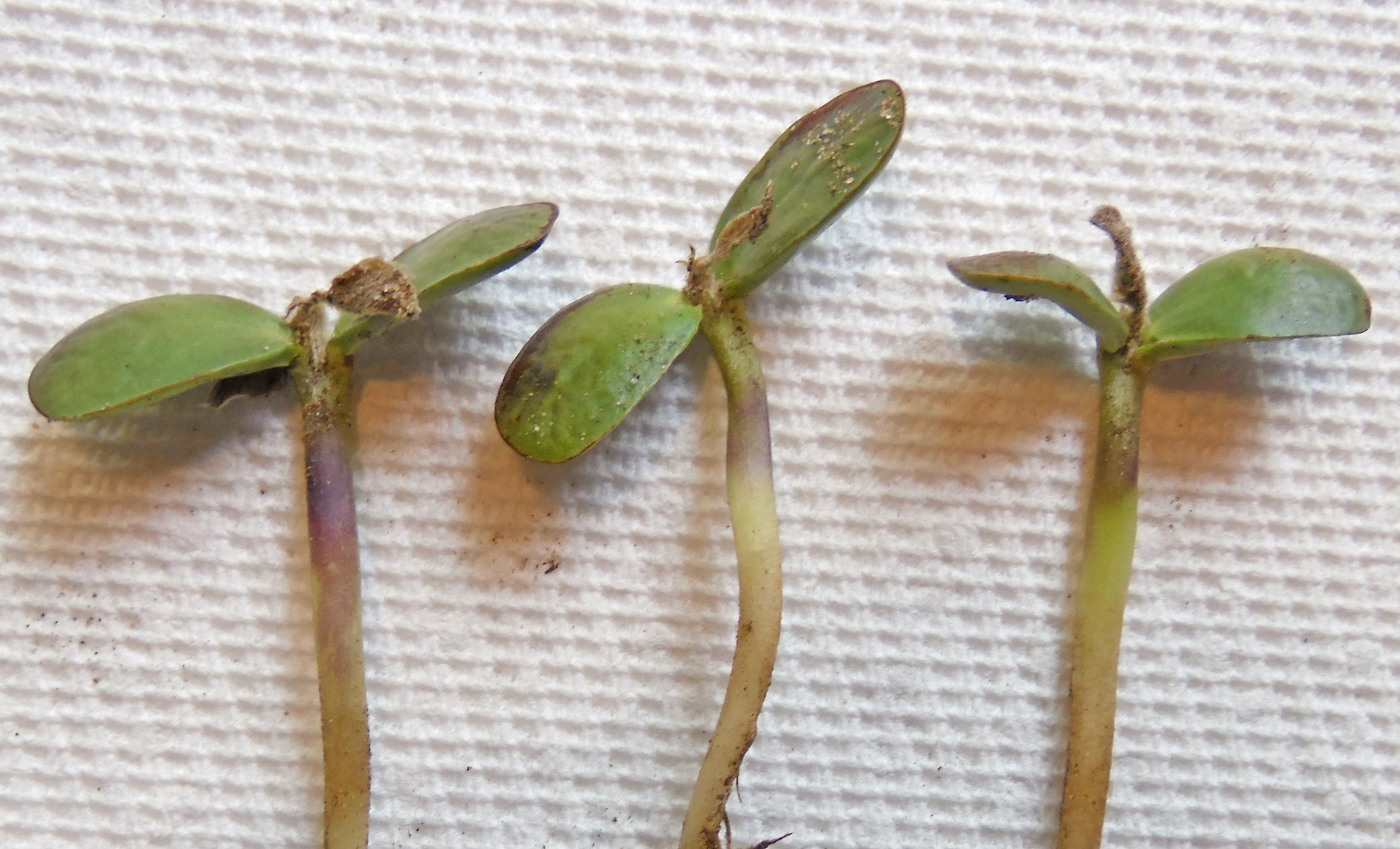 Soybean seedlings showing no new growth