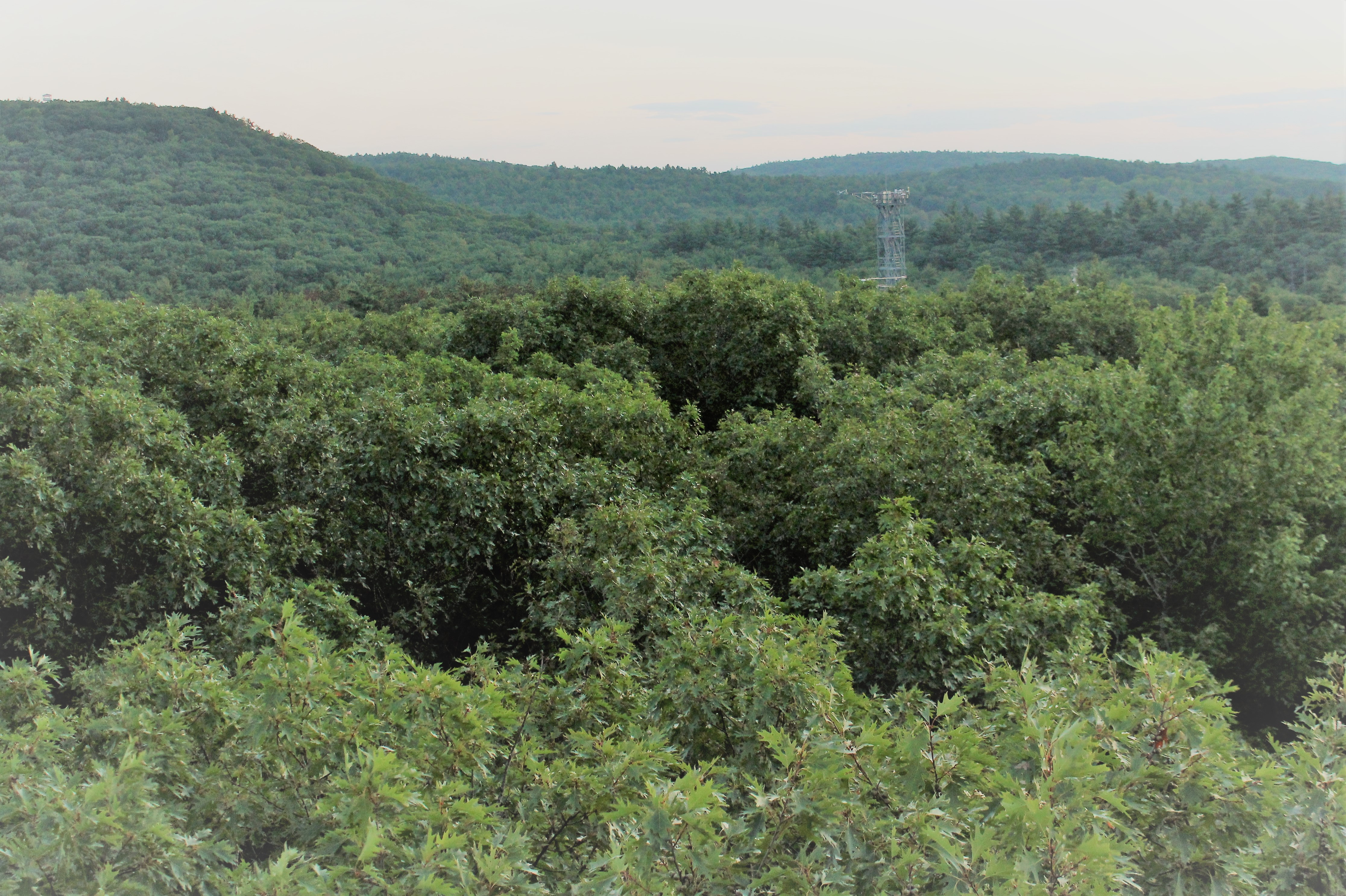 Kamoske, Harvard Forest