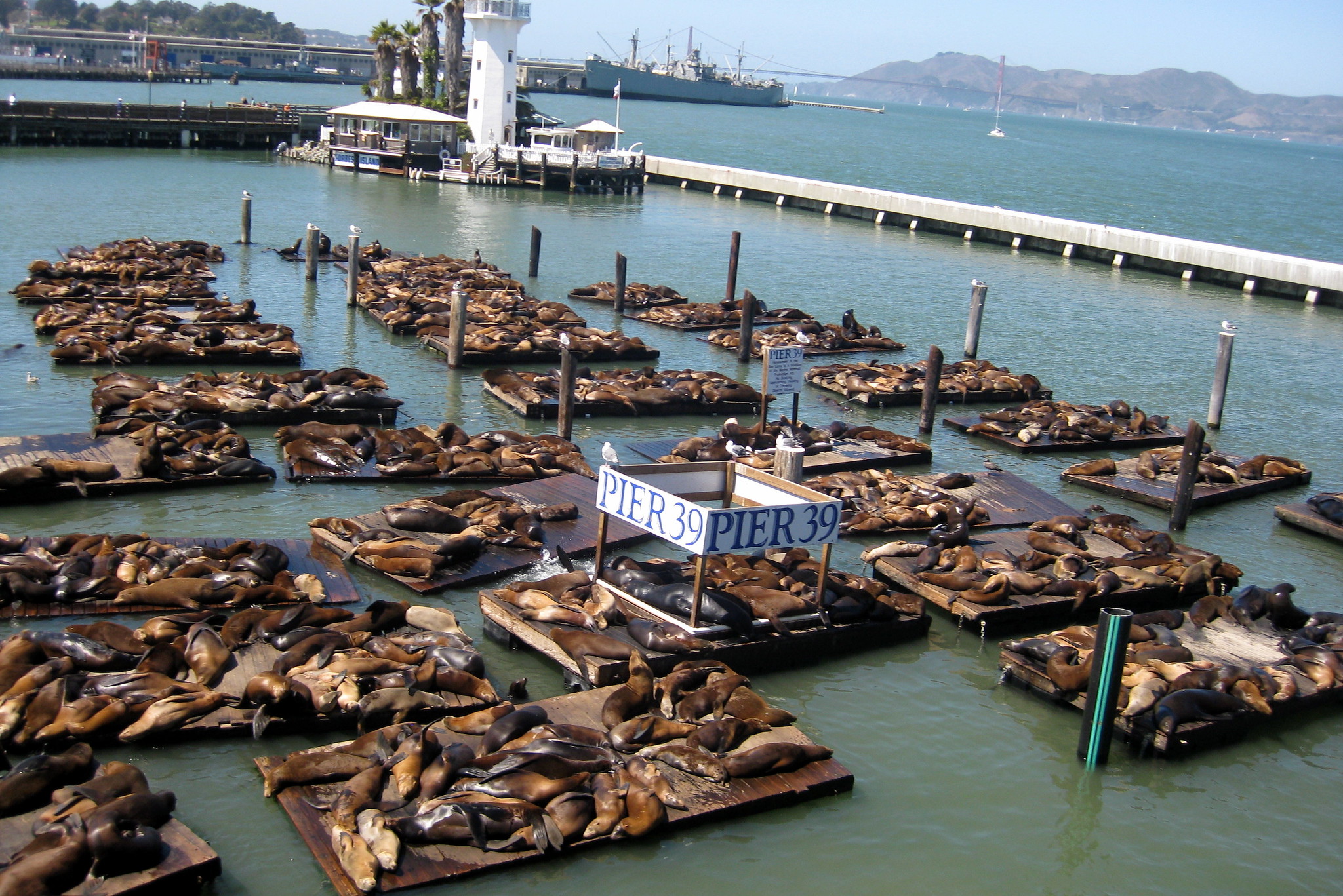 Sea lions dominating docks at a warf used for personal boats.