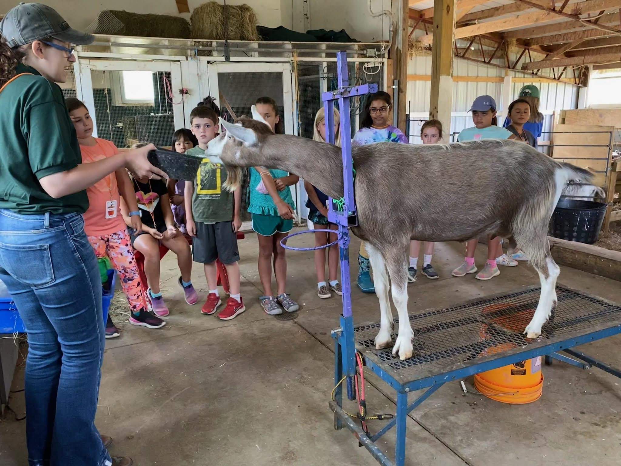Feeding a Goat