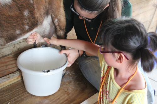 teacher helping girl to milk goat