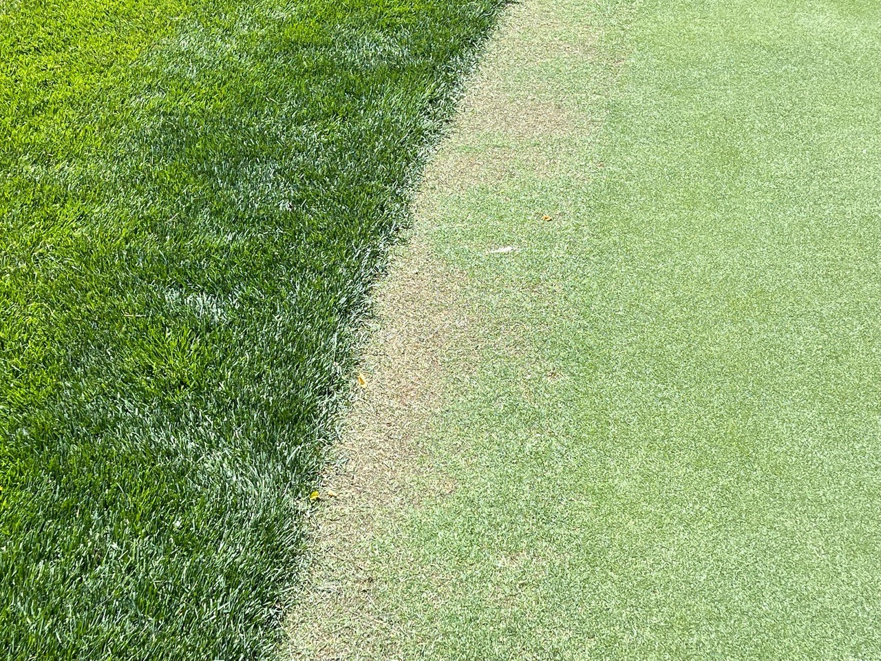 Damaged creeping bentgrass collar.